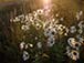 pic014a